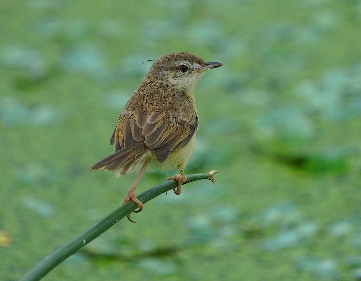 orientprinia - ML623387448