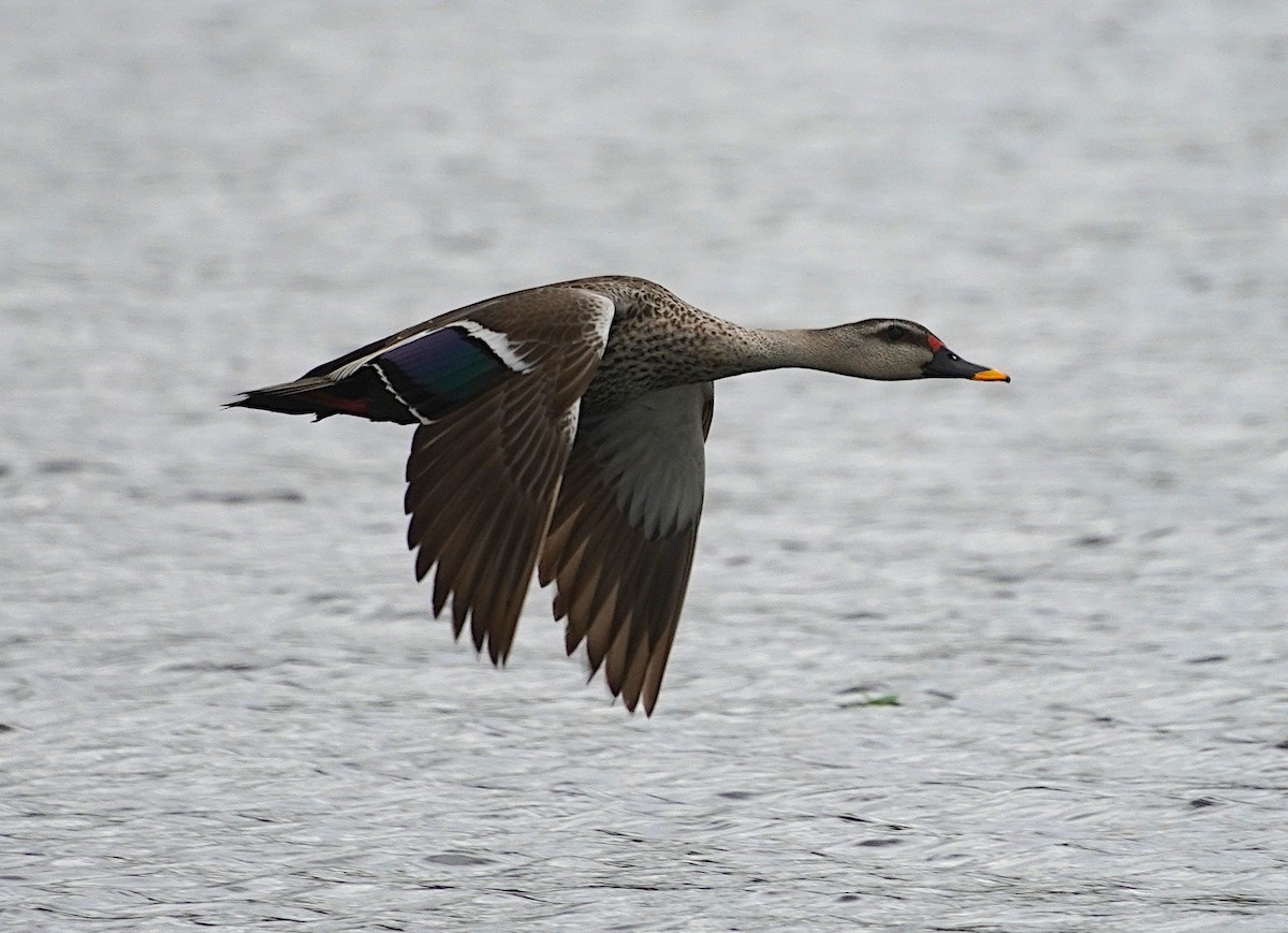 Indian Spot-billed Duck - Ayaan S