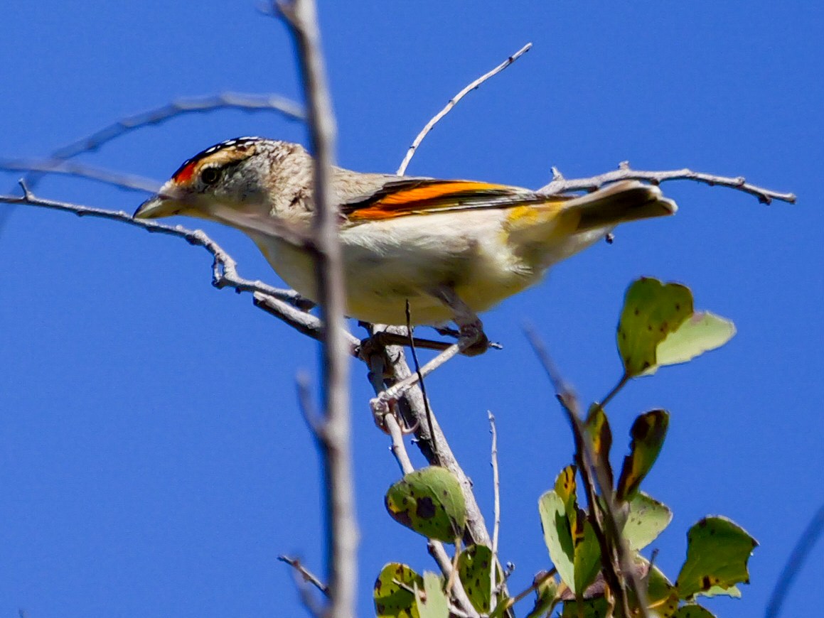 Red-browed Pardalote - ML623387499