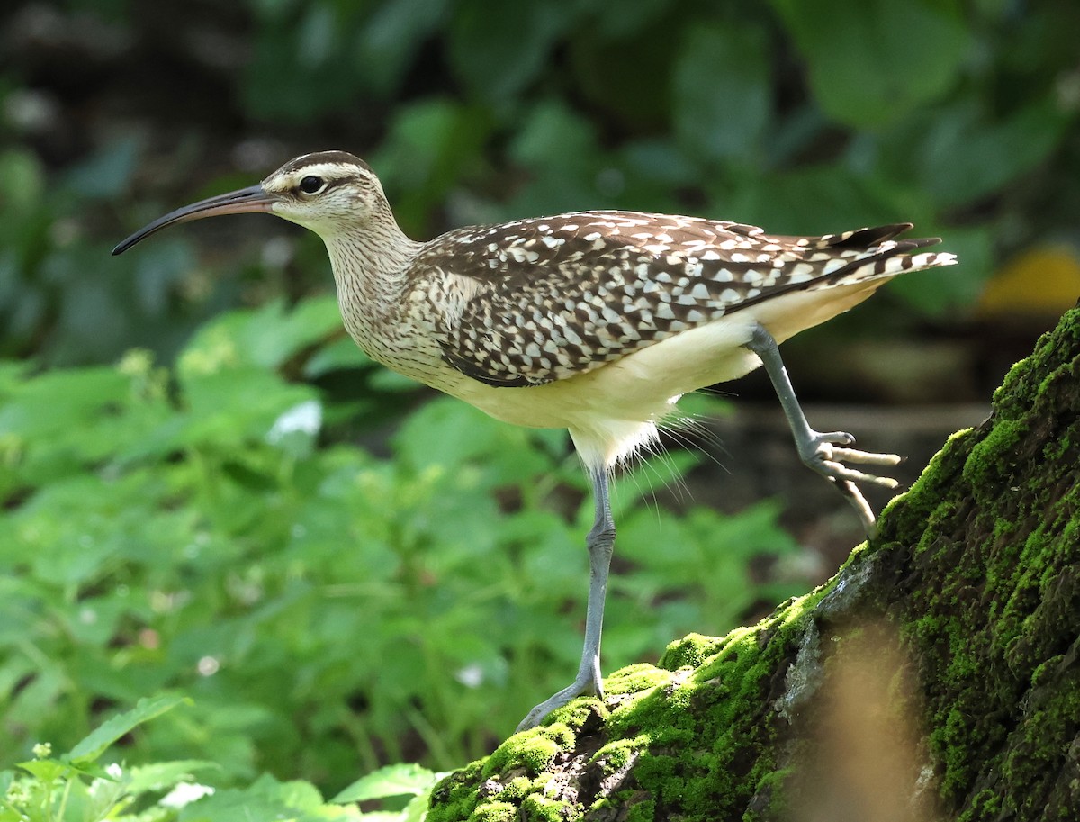 Bristle-thighed Curlew - ML623387586