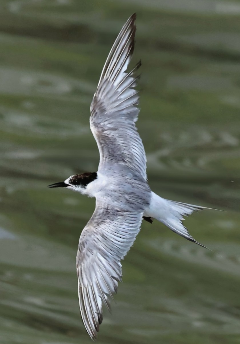 Умардын хараалай - ML623387589