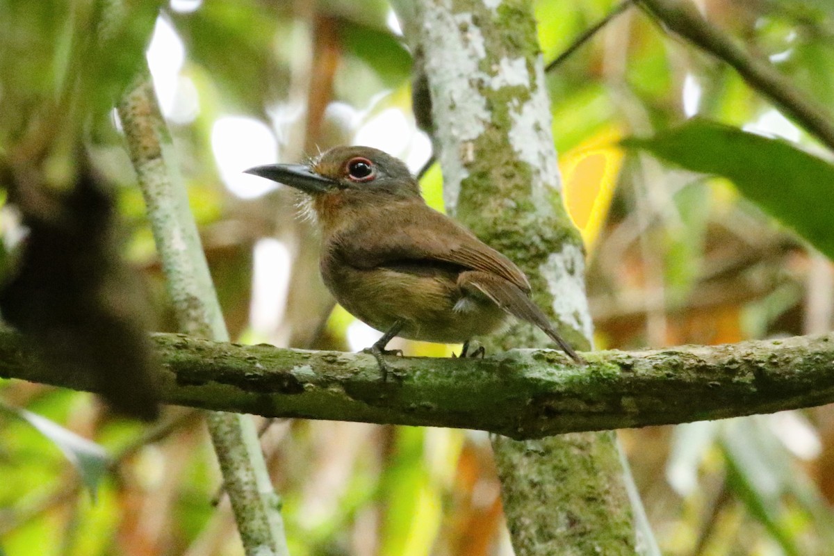 Fulvous-chinned Nunlet - ML623387608