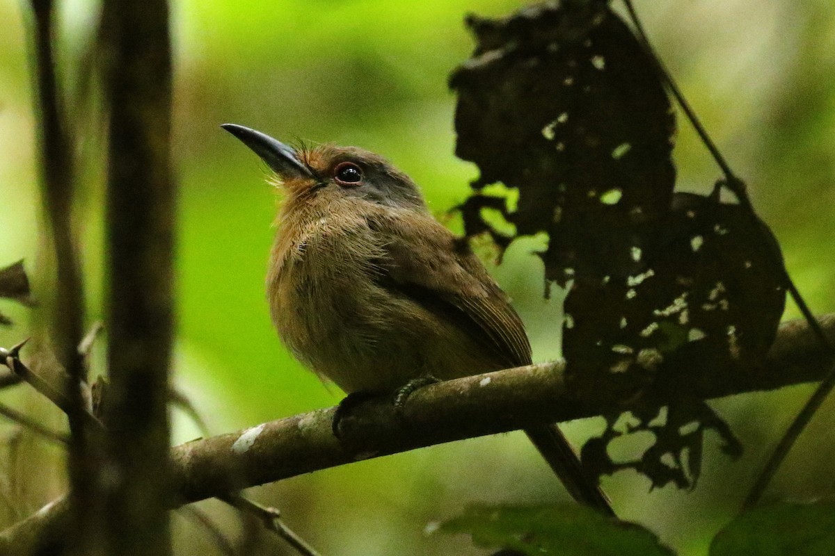 Fulvous-chinned Nunlet - ML623387609