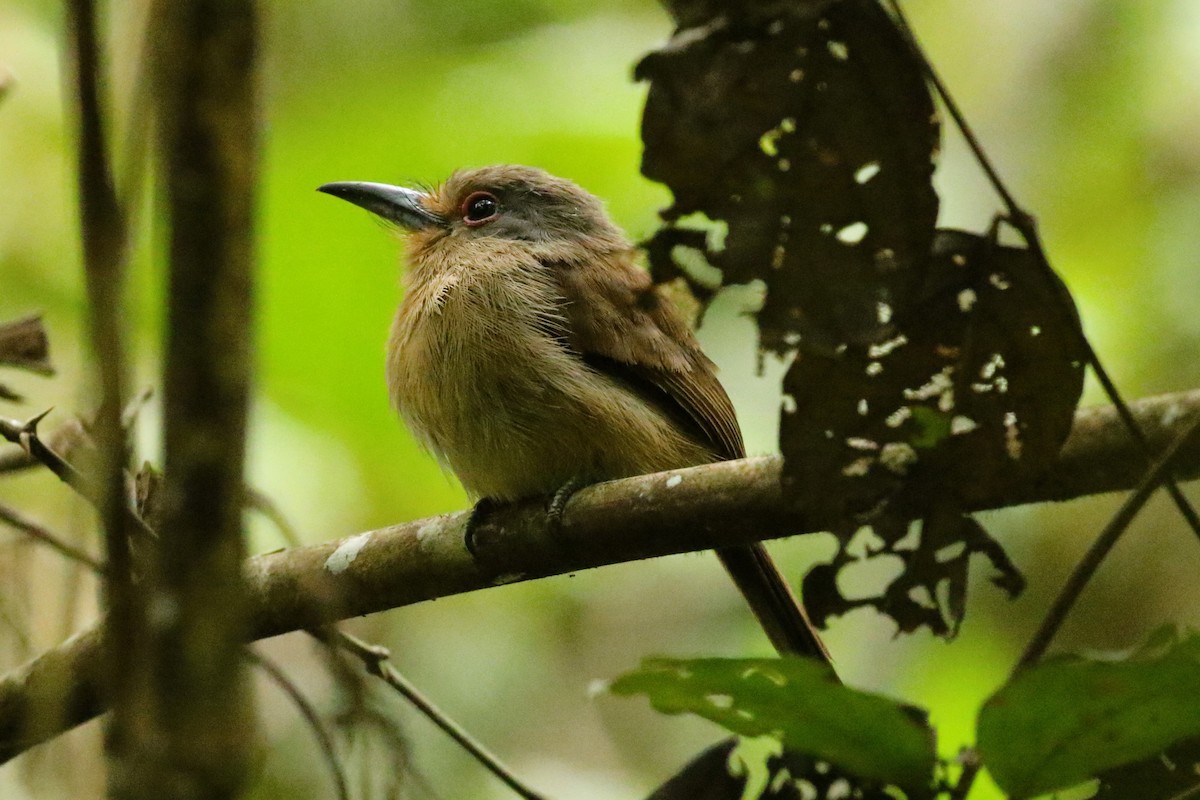 Fulvous-chinned Nunlet - ML623387610