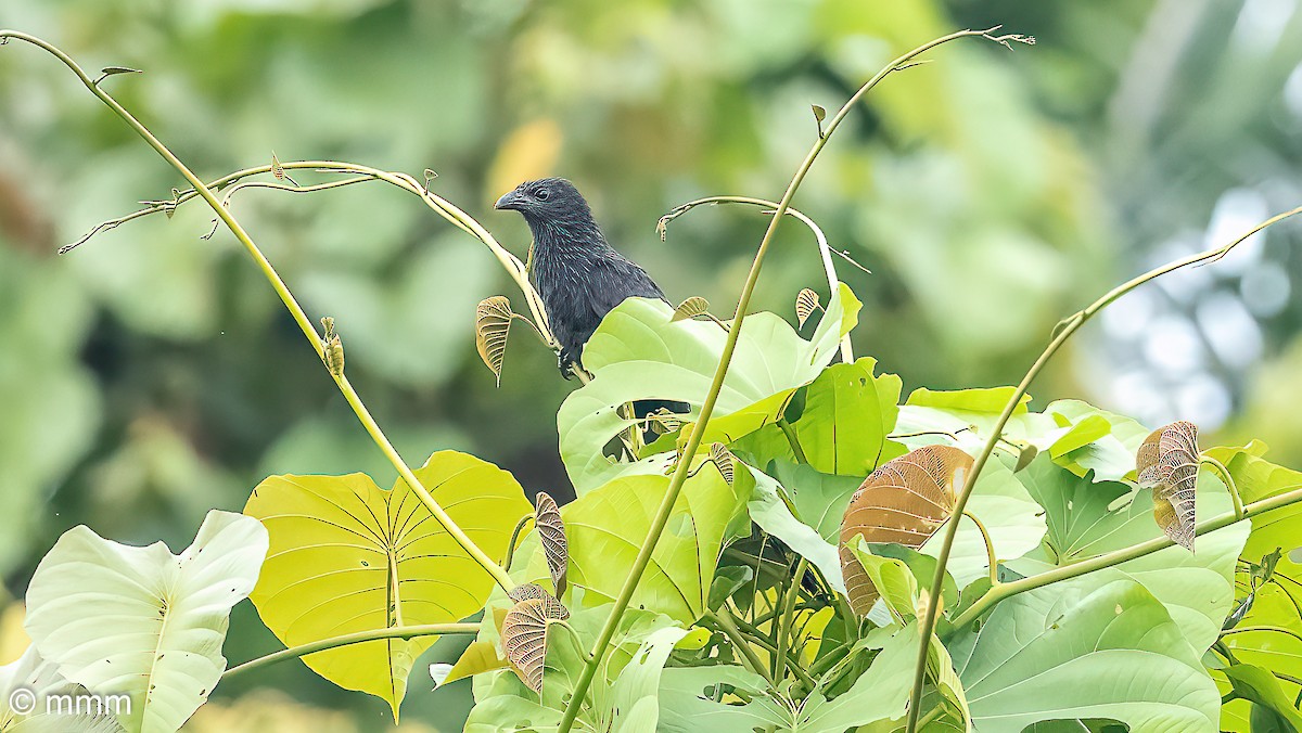 Lesser Black Coucal - ML623387620