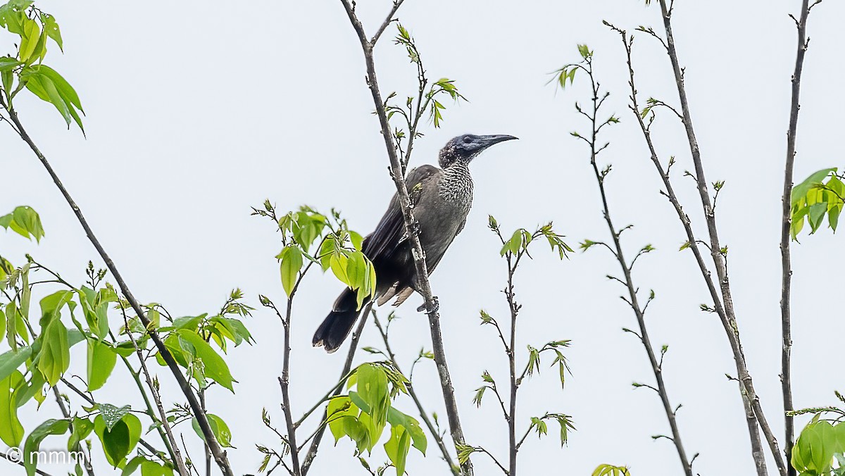 Helmeted Friarbird (New Guinea) - ML623387693