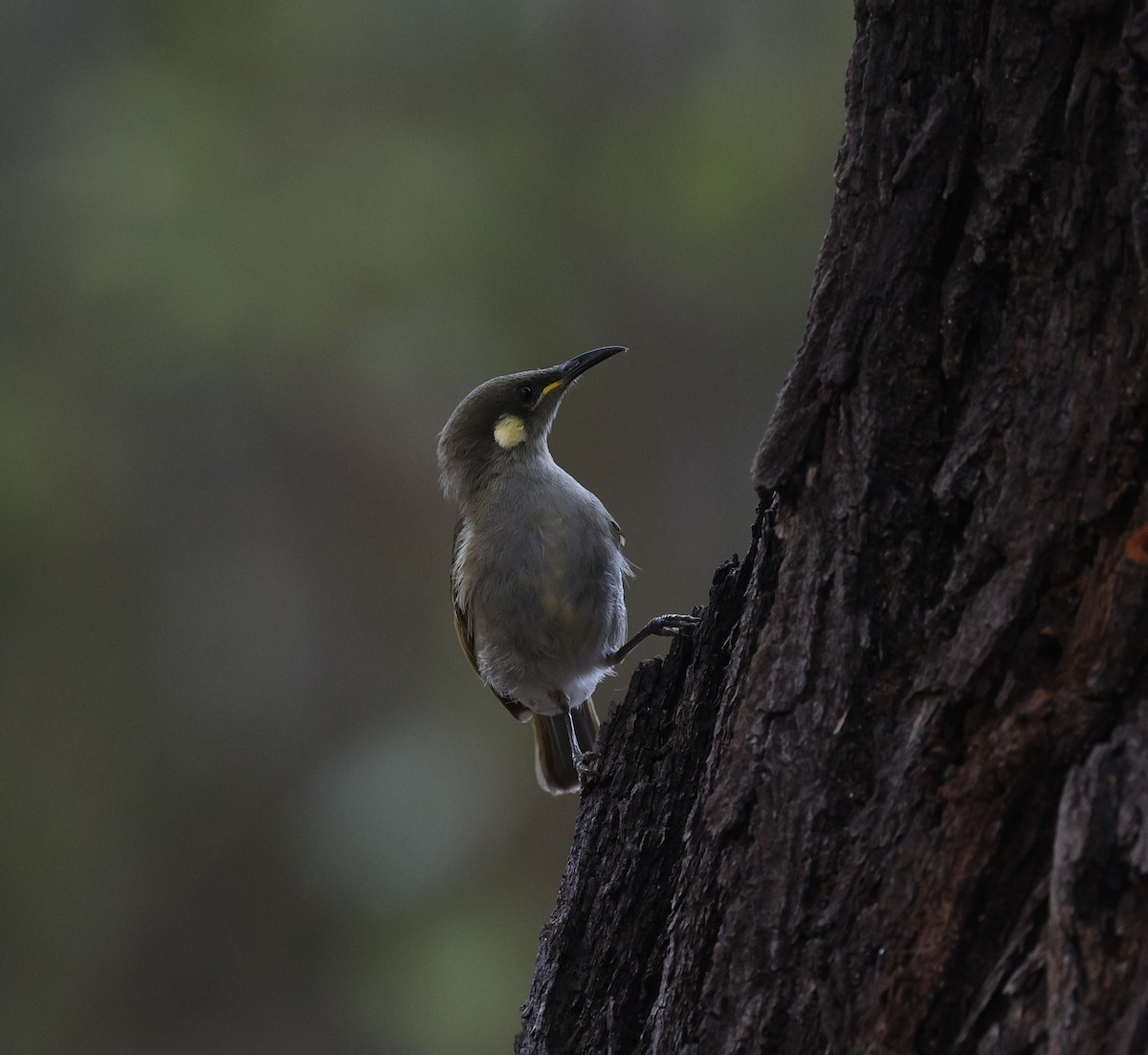 Yellow-spotted Honeyeater - Cathy Pert