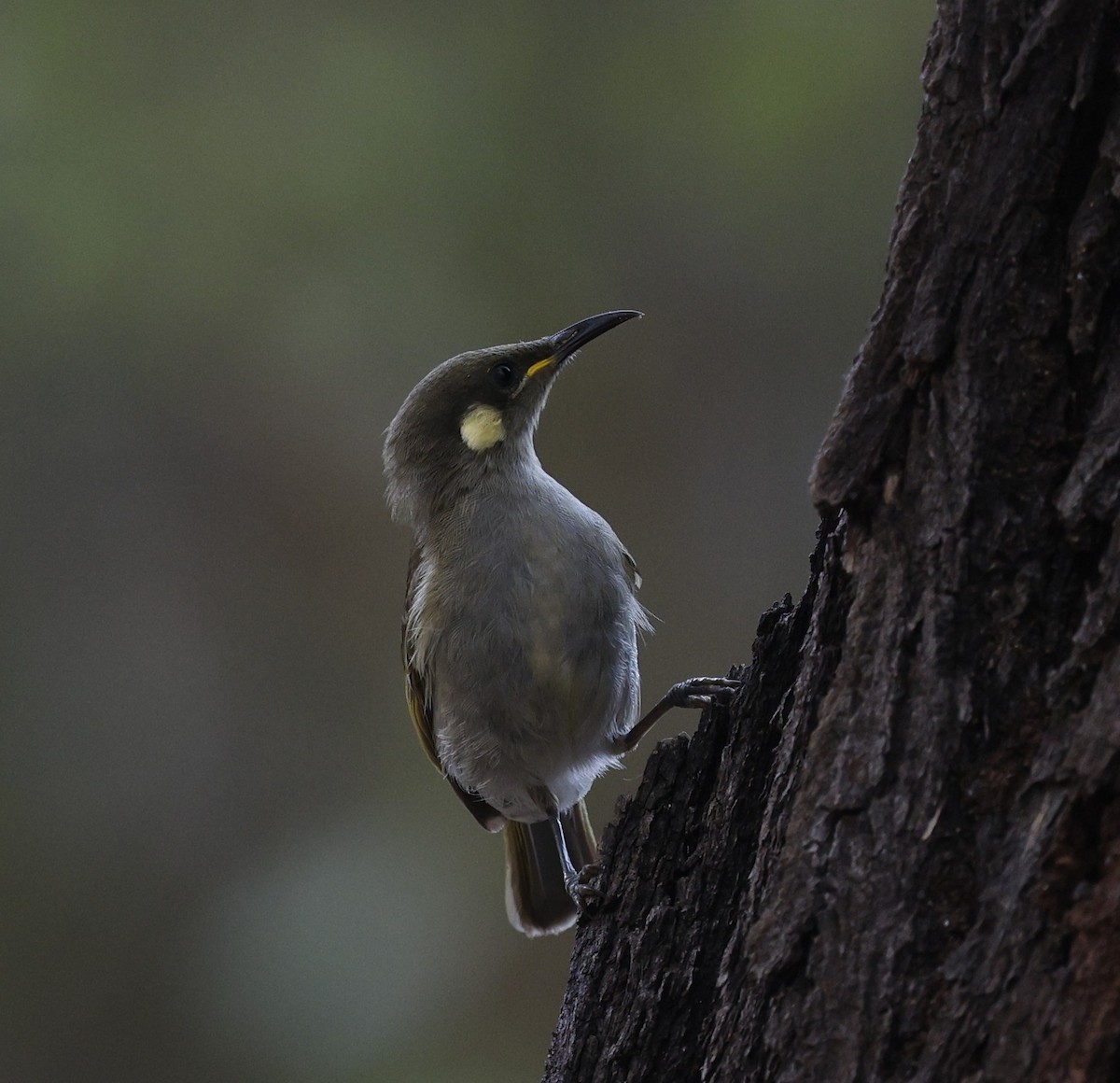 Yellow-spotted Honeyeater - ML623387756