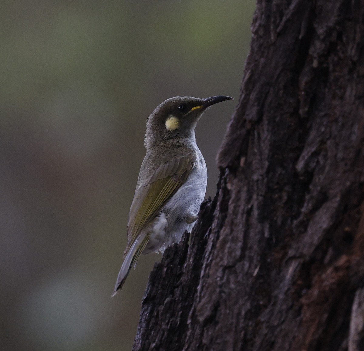 Yellow-spotted Honeyeater - ML623387757