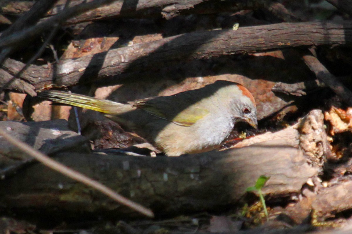 Green-tailed Towhee - ML623387758