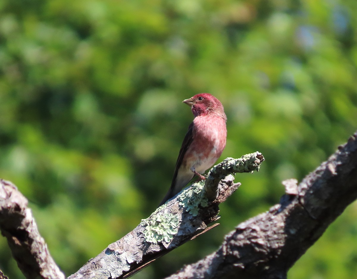 Purple Finch - ML623387792