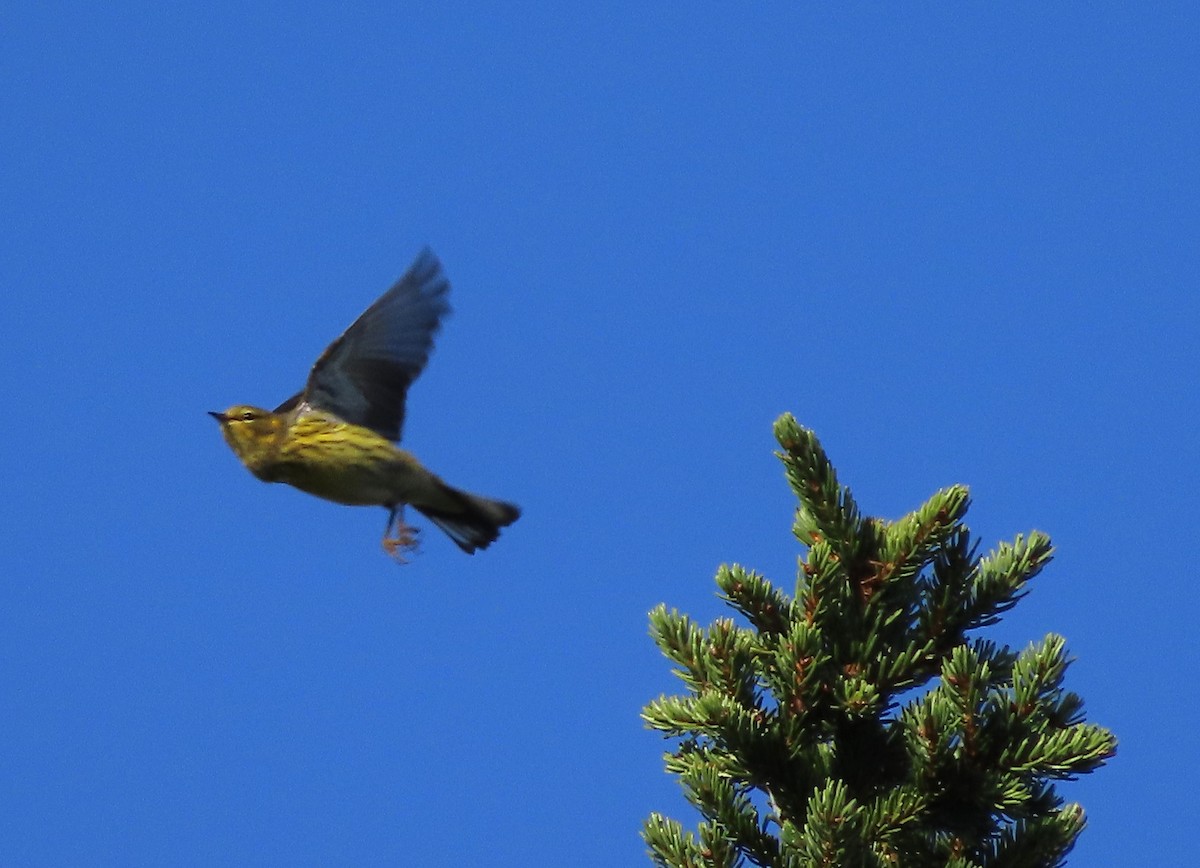 Cape May Warbler - ML623387794