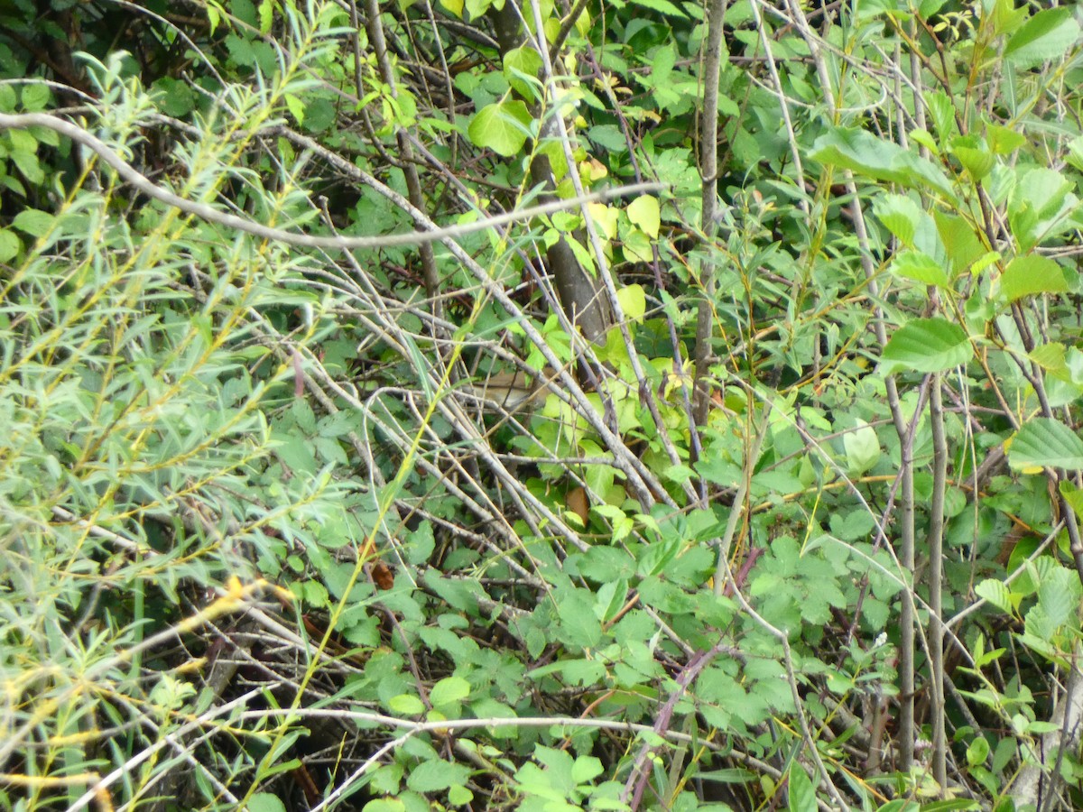 Garden Warbler - ML623387878