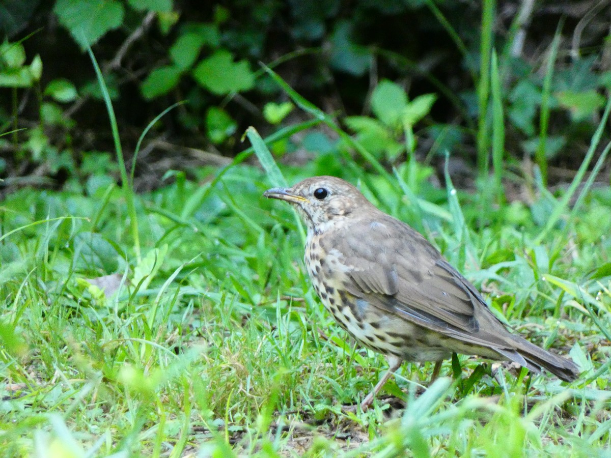 Song Thrush - ML623387880