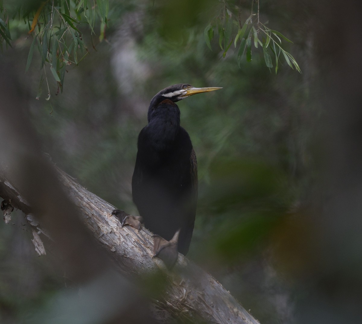 Australasian Darter - ML623387885