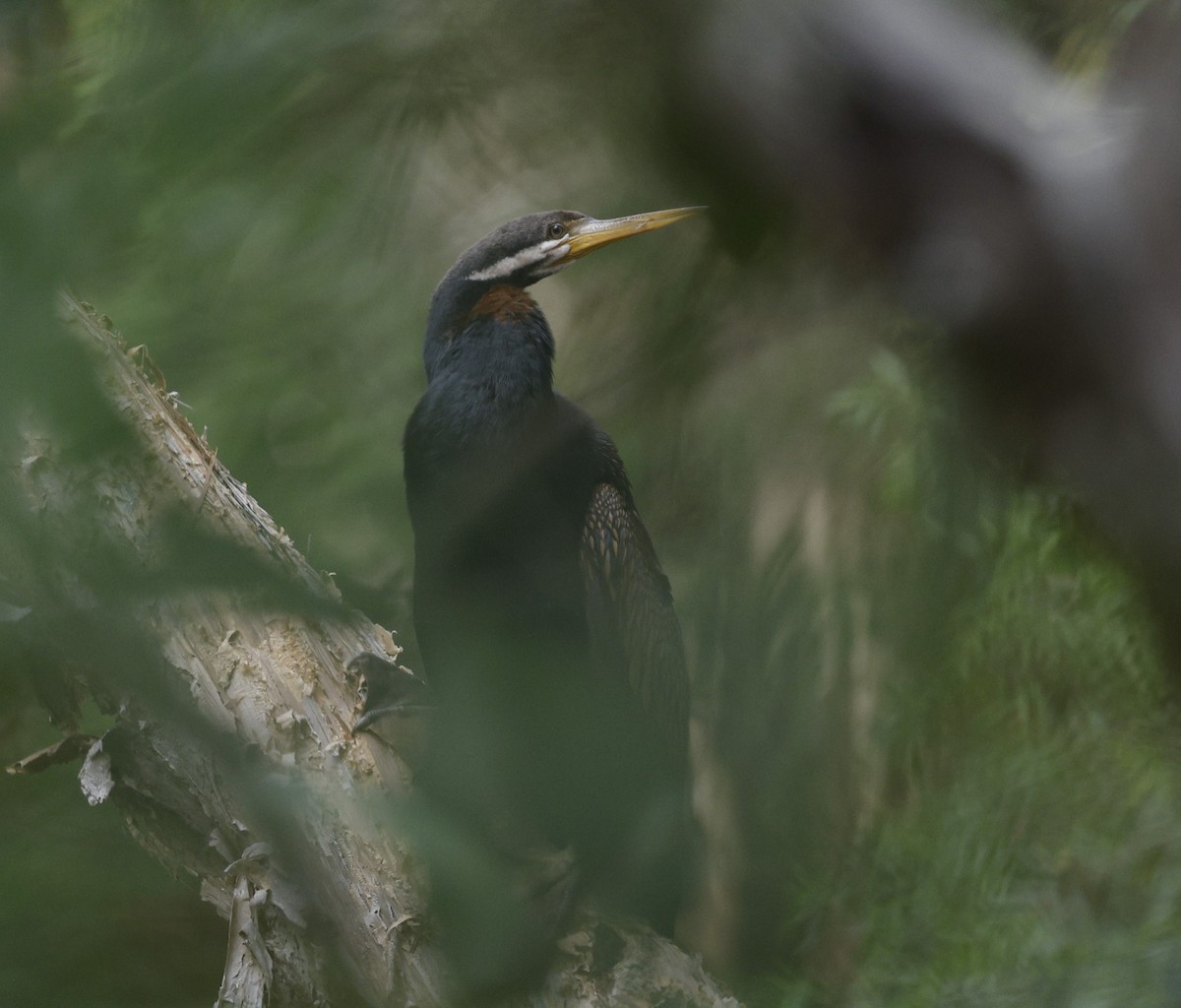 Australasian Darter - ML623387886