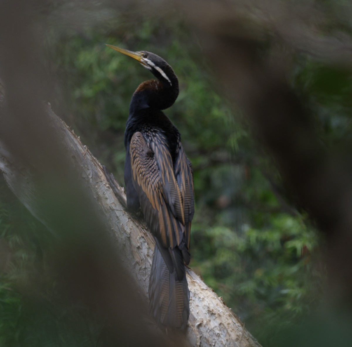 Australasian Darter - ML623387887