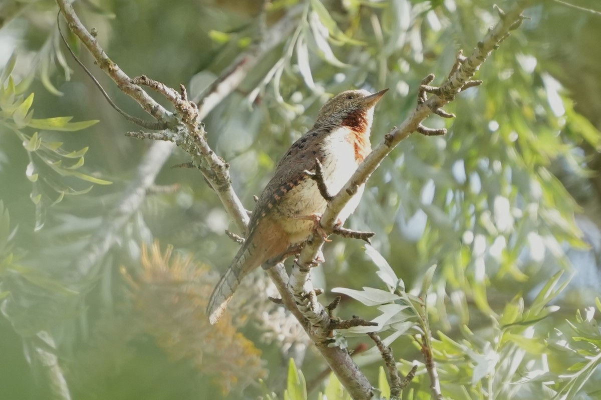 Rufous-necked Wryneck - ML623387922