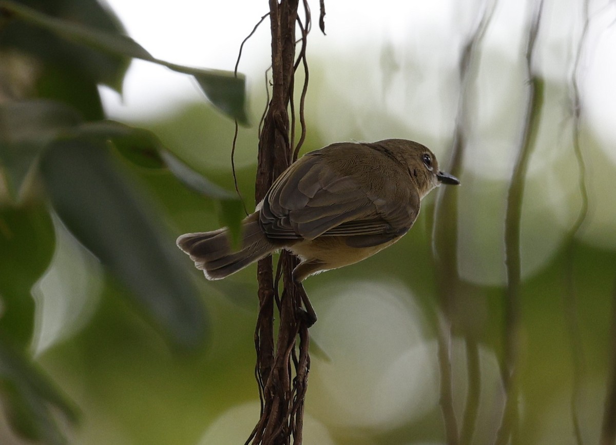 Large-billed Gerygone - ML623387923