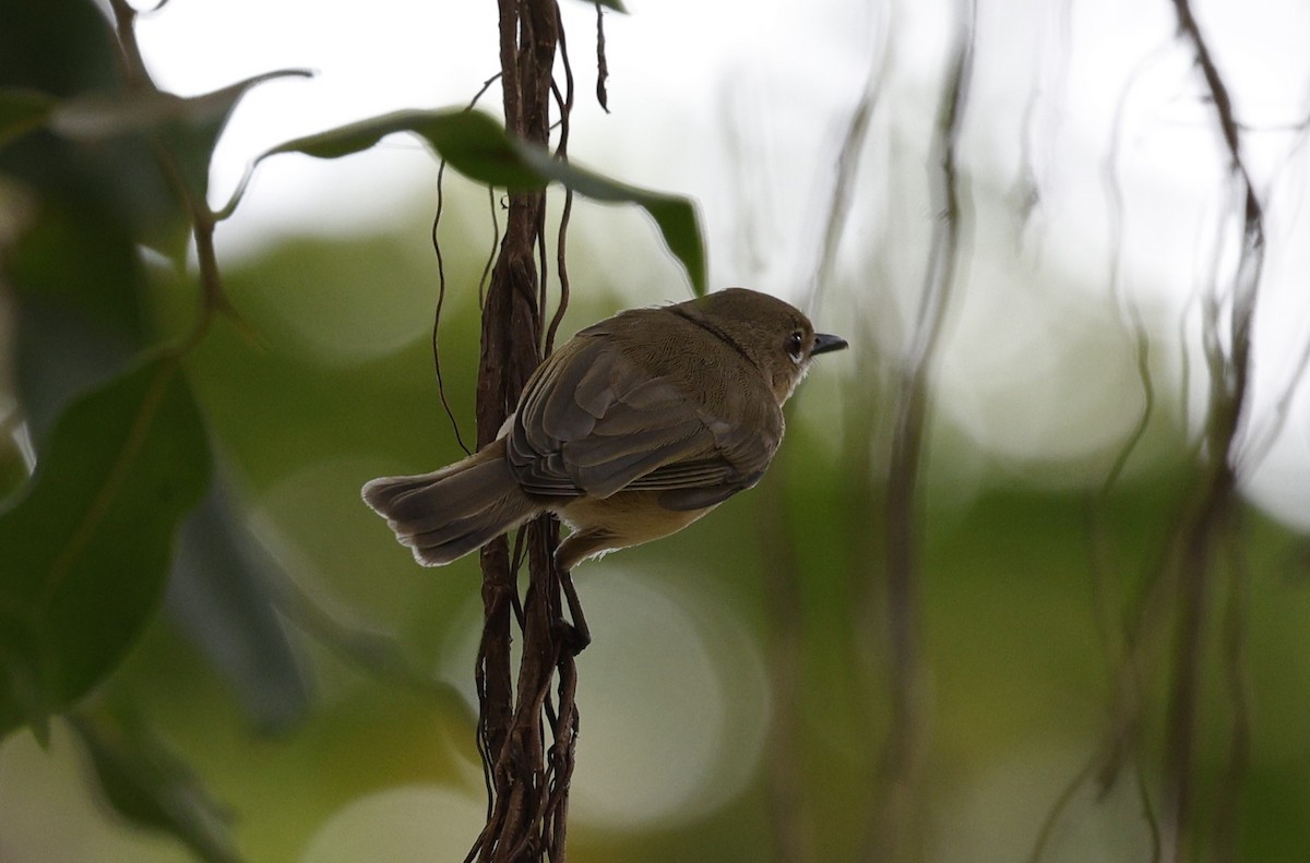 Large-billed Gerygone - ML623387924