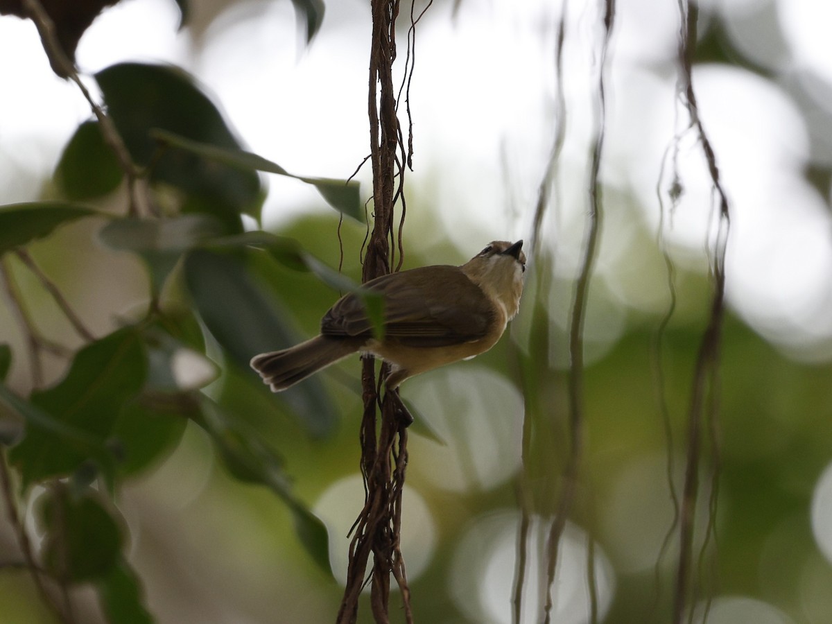 Large-billed Gerygone - ML623387925