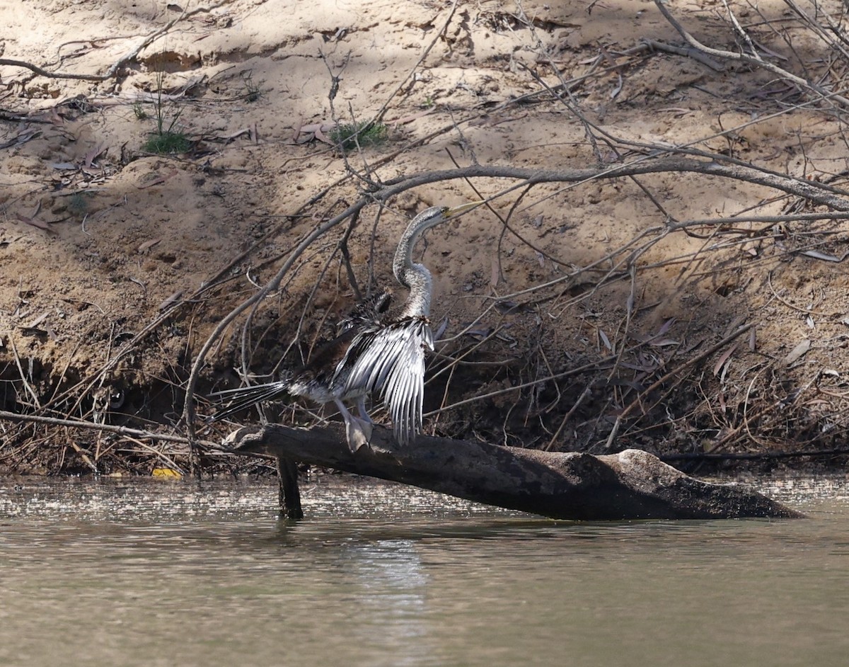 Australasian Darter - ML623387987