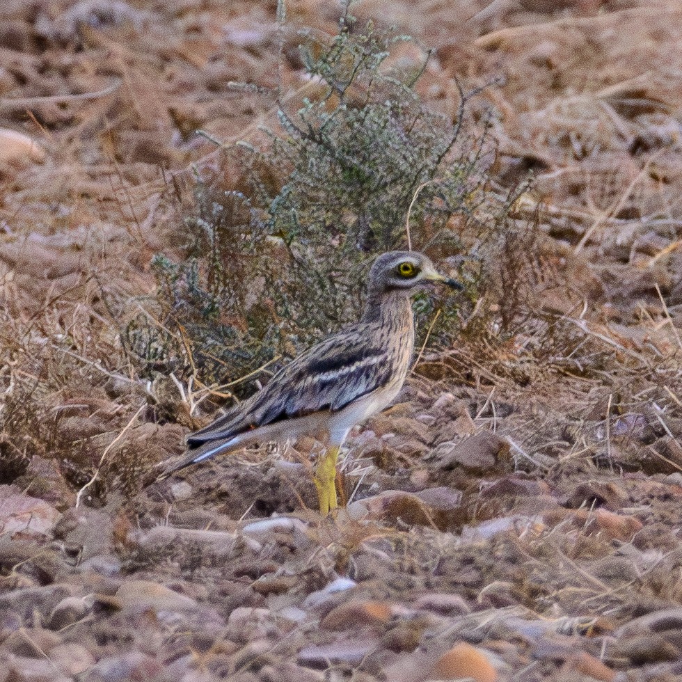 Eurasian Thick-knee - ML623388005