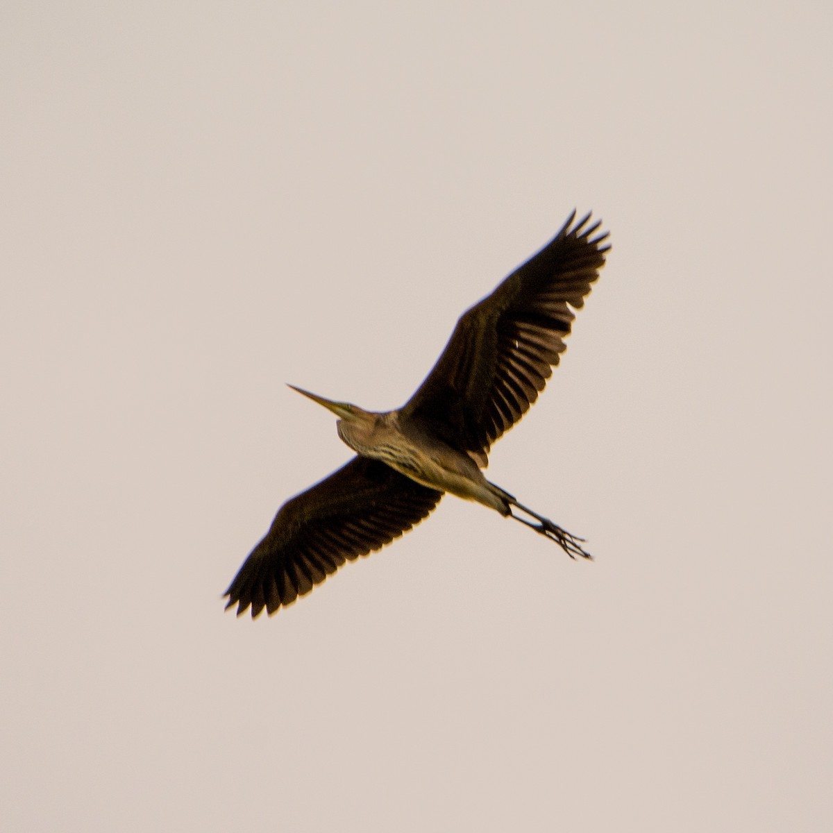 Purple Heron - ML623388014