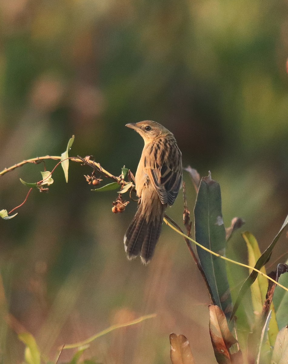 Bristled Grassbird - Afsar Nayakkan