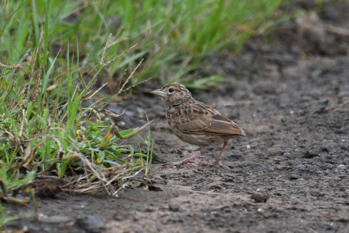 Indian Bushlark - Ivar West