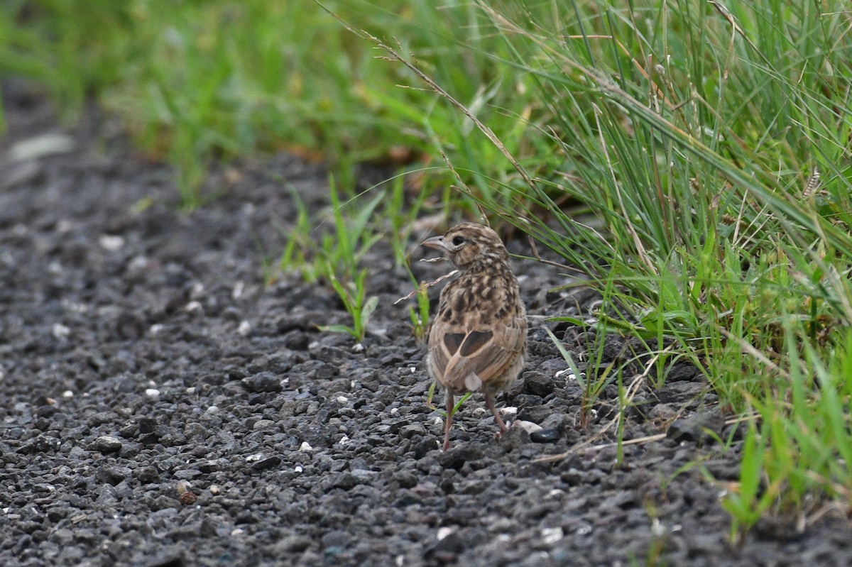 Indian Bushlark - ML623388082