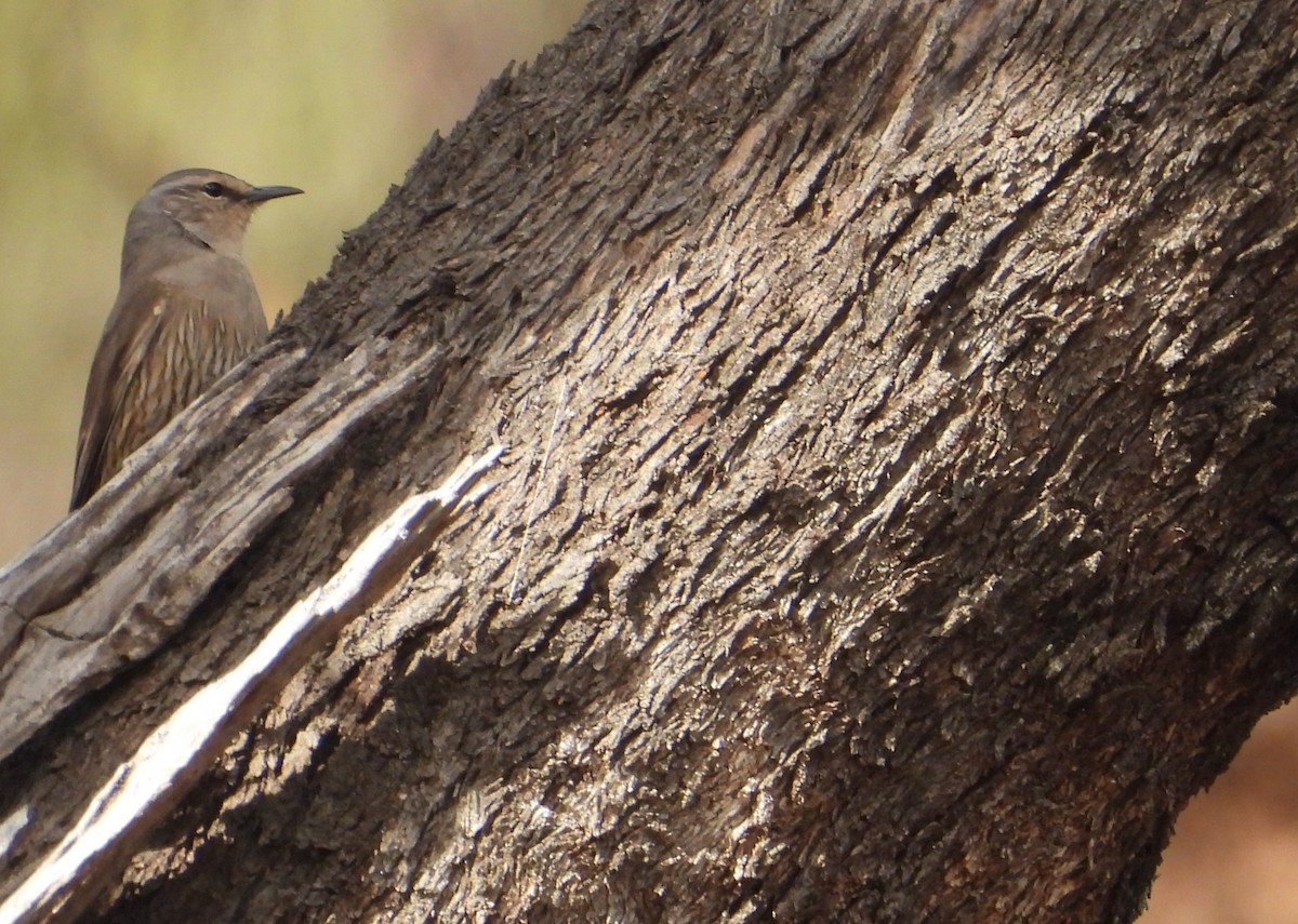 Brown Treecreeper - ML623388172