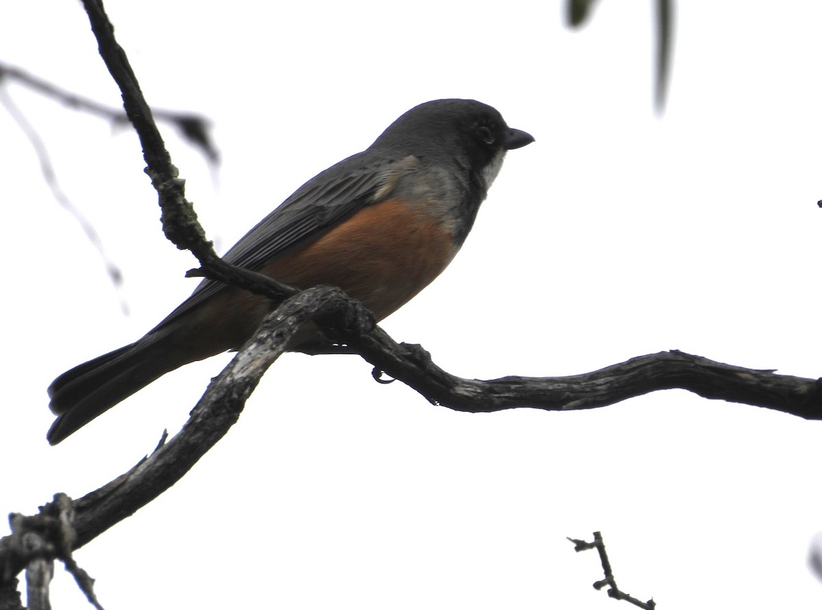 Rufous Whistler - ML623388173