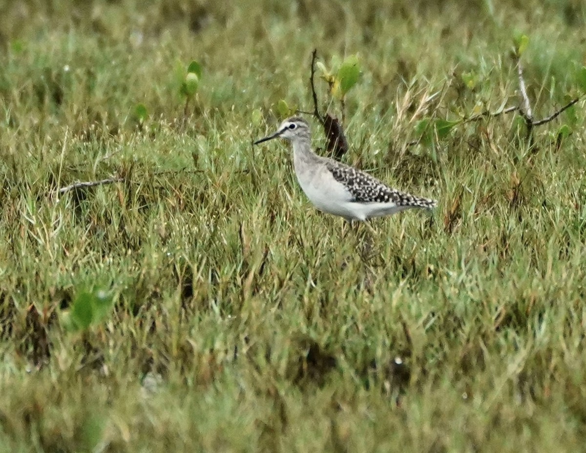 Wood Sandpiper - ML623388230