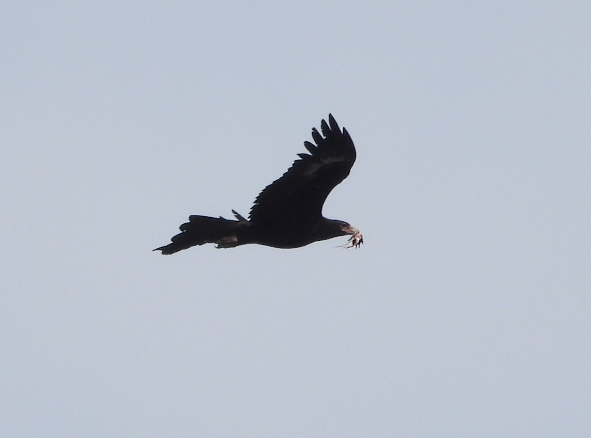 Wedge-tailed Eagle - ML623388238