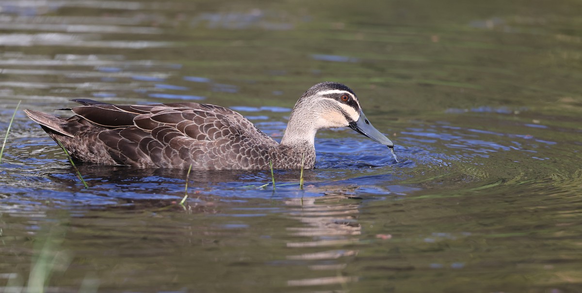 Pacific Black Duck - Andy Gee