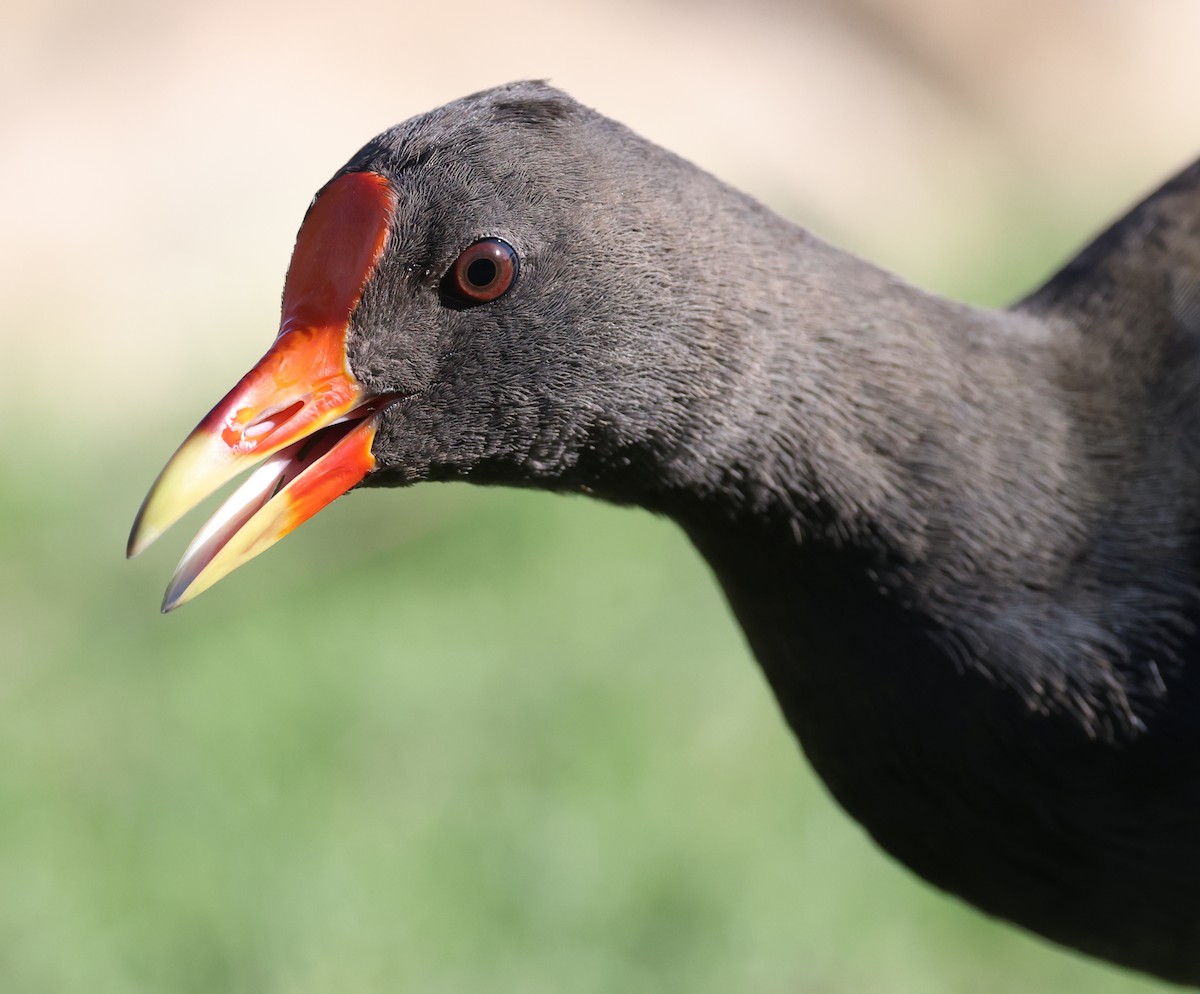 Dusky Moorhen - ML623388248