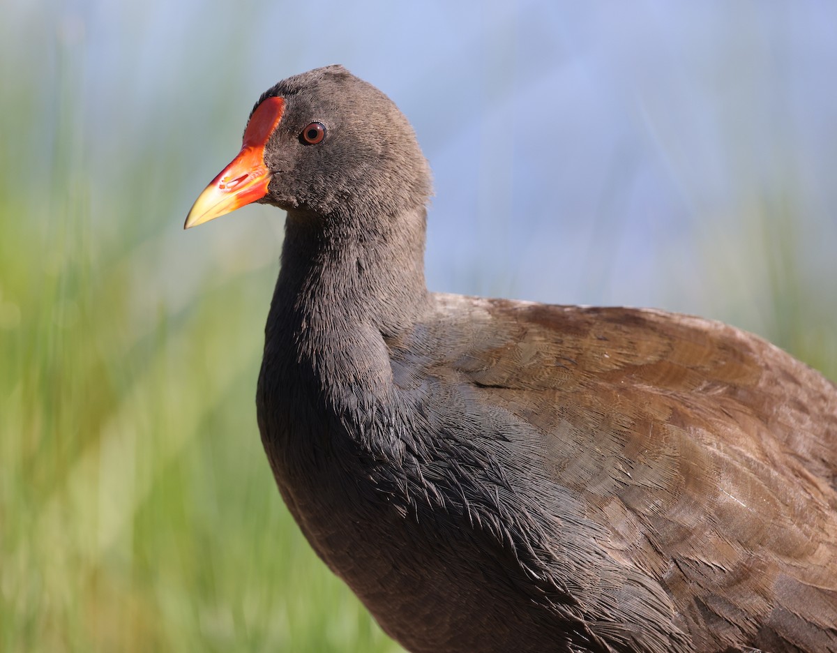 Dusky Moorhen - ML623388250