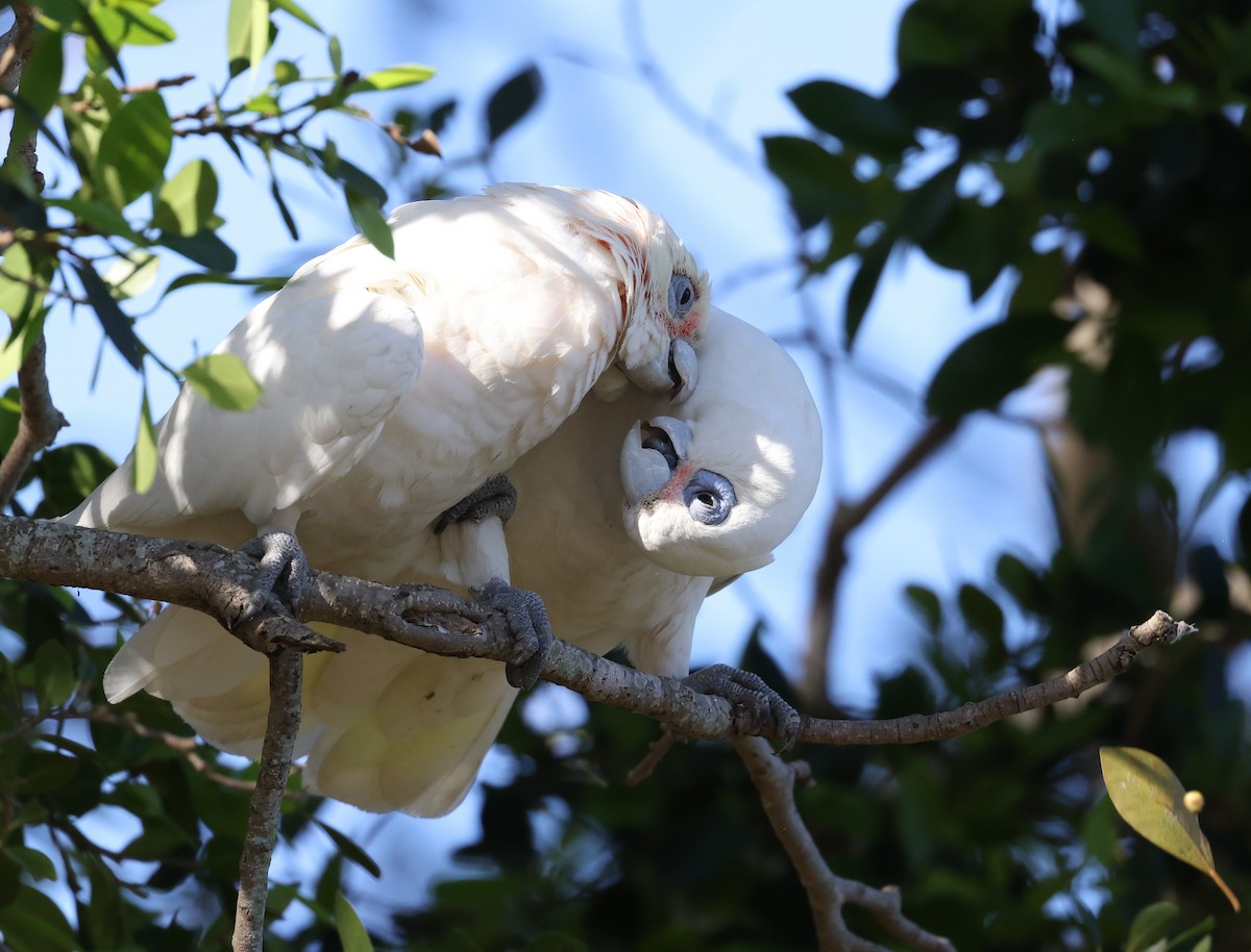 Little Corella - ML623388252