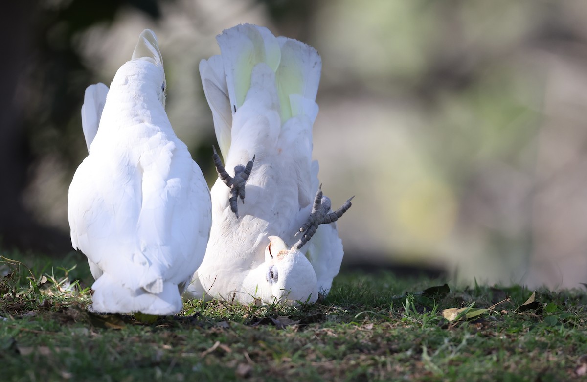 Little Corella - ML623388254