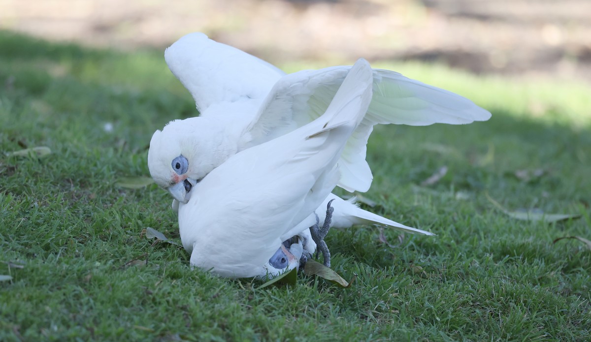 Little Corella - Andy Gee