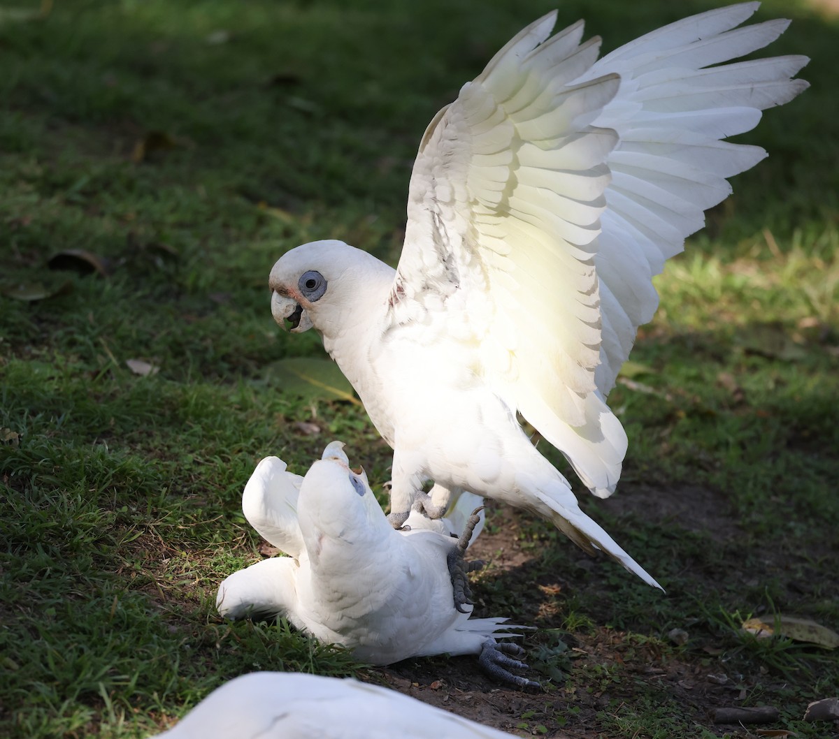 Little Corella - ML623388257