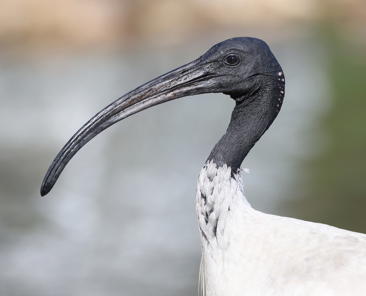 Australian Ibis - ML623388275