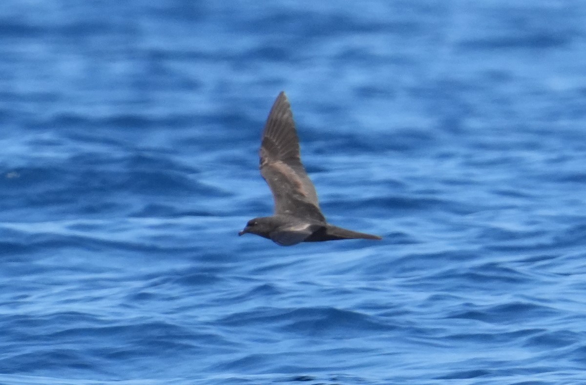 Bulwer's Petrel - ML623388299