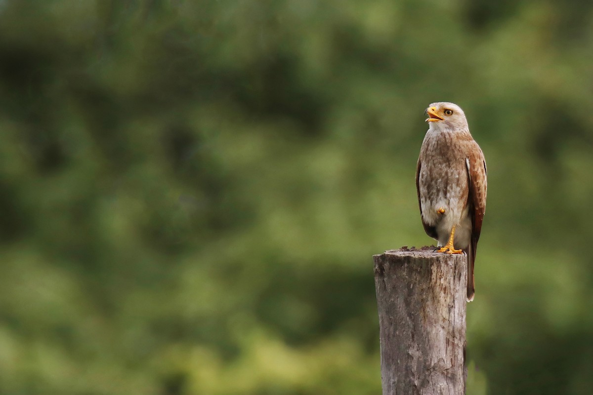 Rufous-winged Buzzard - ML623388392