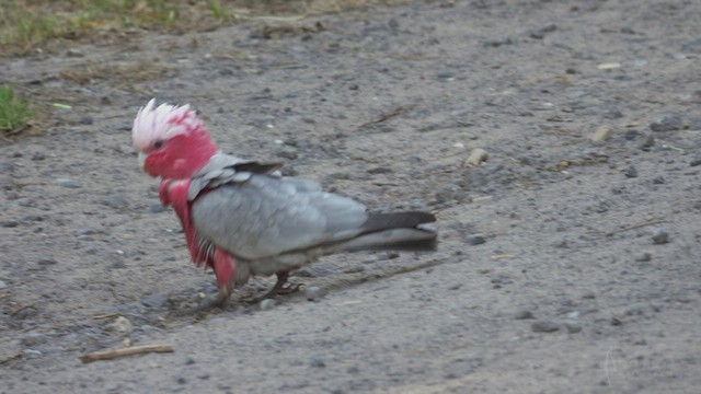 Galah - ML623388455