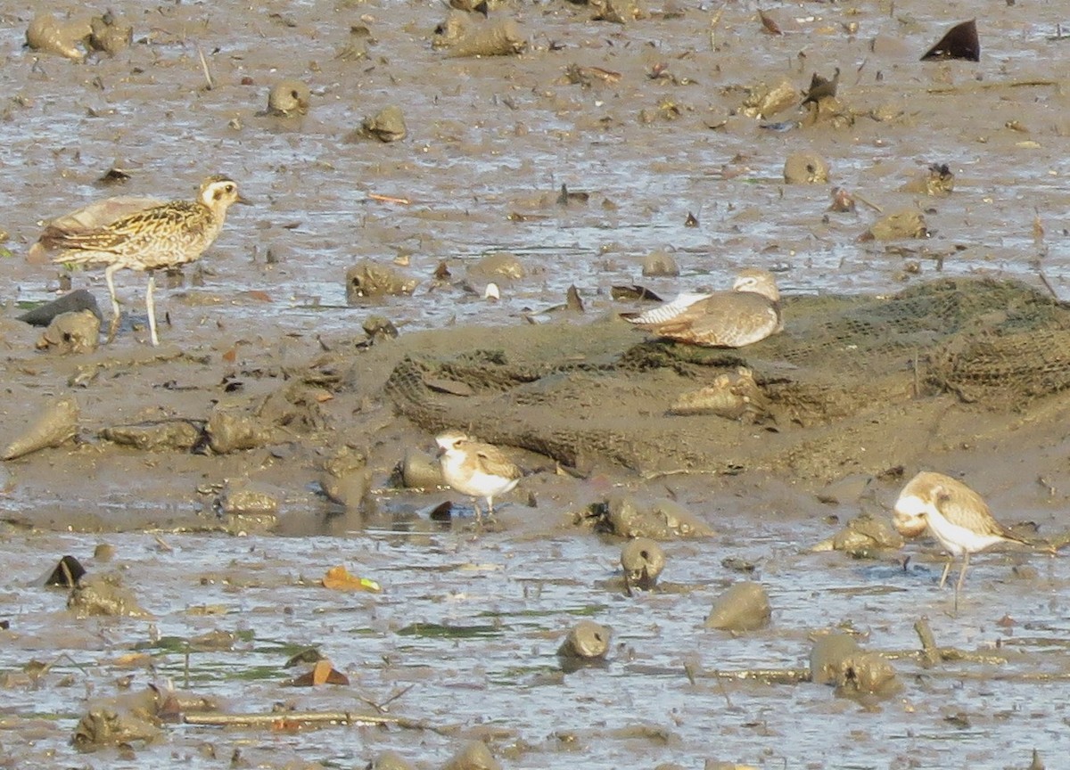 Tibetan Sand-Plover - ML623388468