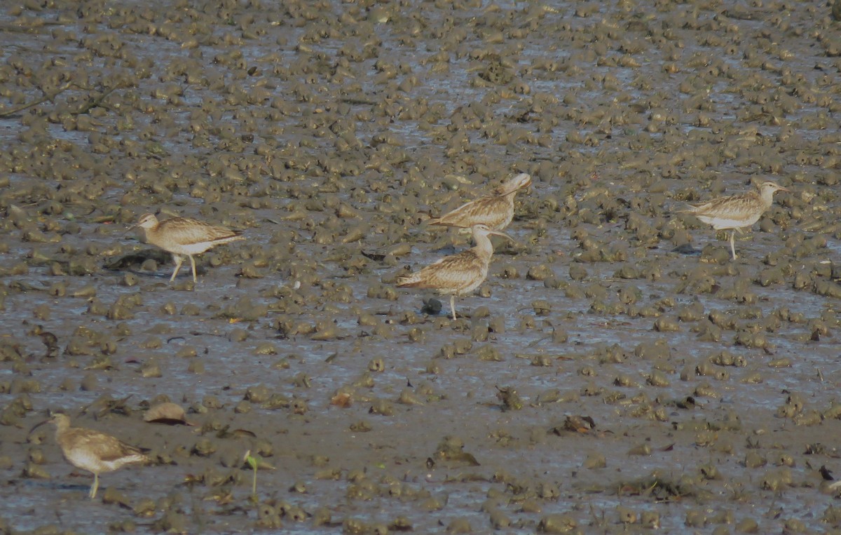 Whimbrel - ML623388485