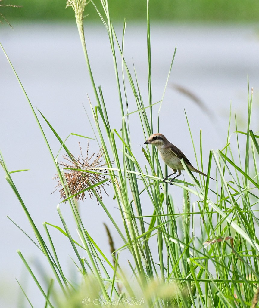 Brown Shrike - ML623388494