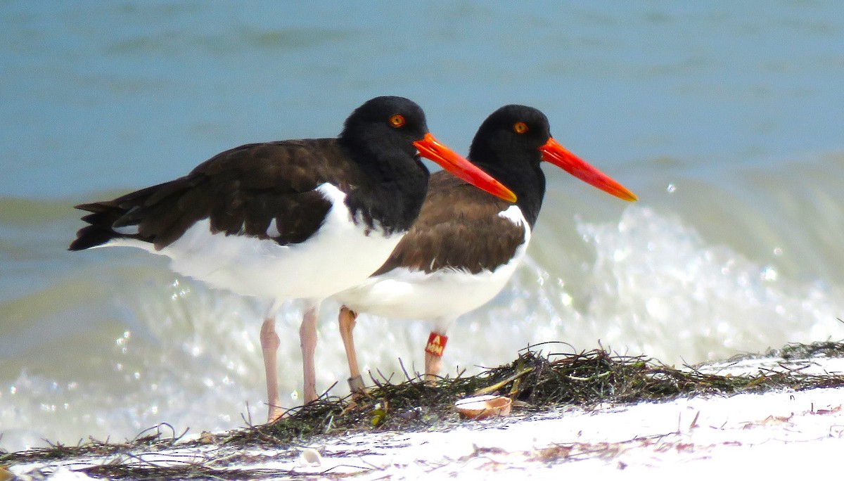 American Oystercatcher - ML623388496